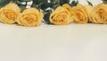 Natural floral background yellow rose closeup Royalty Free Stock Photo