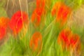 Abstractness blurred natural floral backgrounds, line and groups, the arts Royalty Free Stock Photo