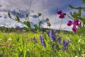 Natural floral blurry background. Pink flowers of sweet pea. Lathyrus odoratus Royalty Free Stock Photo