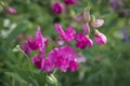 Natural floral blurry background. Pink flowers of sweet pea. Lathyrus odoratus Royalty Free Stock Photo