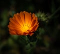 Yellow orange common pot marigold blossom on blurred background Royalty Free Stock Photo