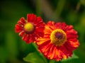 Macro of a pair of wide open yellow red helenium / bride of the sun blossoms Royalty Free Stock Photo