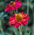Macro of a pair of isolated wide open yellow red helenium bride of the sun blossoms Royalty Free Stock Photo