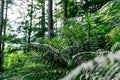 Natural floral fern leaves Royalty Free Stock Photo