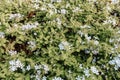 Natural floral organic texture. Summer background with green leaves and small blue flowers.