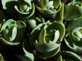 Natural floral texture background. Spring background of green sedum leaves