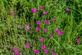 Natural floral texture with many small pink Dianthus pratensis flowers on a green grass background. Meadow flowering vegetation Royalty Free Stock Photo