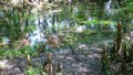 Natural Florida Spring with Cypress Knees Royalty Free Stock Photo