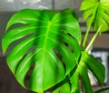 Natural flower background close-up. Monstera leaf is great in home decor Royalty Free Stock Photo