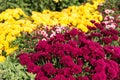 natural flower background. colorful chrysanthemums in the garden close-up Royalty Free Stock Photo