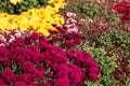 natural flower background. colorful chrysanthemums in the garden close-up Royalty Free Stock Photo