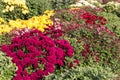 natural flower background. colorful chrysanthemums in the garden close-up Royalty Free Stock Photo