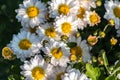 natural flower background. daisies close-up, a bee pollinates a flower bud Royalty Free Stock Photo