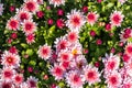 natural flower background. flowers of white and pink chrysanthemums close-up Royalty Free Stock Photo