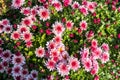 natural flower background. flowers of white and pink chrysanthemums close-up Royalty Free Stock Photo