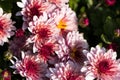 natural flower background. flowers of white and pink chrysanthemums close-up Royalty Free Stock Photo