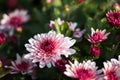 natural flower background. flowers of white and pink chrysanthemums close-up Royalty Free Stock Photo