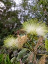 The natural flower Bangladesh