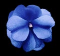 Natural flower of blue violets on the black isolated background with clipping path no shadows. Closeup For design. Royalty Free Stock Photo