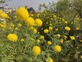 Natural Flower Garden with shining yellow