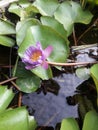 A natural flower that grows up frm water. Royalty Free Stock Photo
