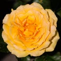 Flower head bright blooming yellow rose in sunshine Royalty Free Stock Photo