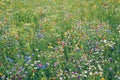 Natural flower meadow, colorful unfolded flowers Royalty Free Stock Photo