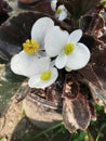 Natural flower flower pot and nature flower in India Royalty Free Stock Photo