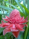 Natural flower in sri lanka