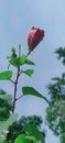 A flower of tripura village