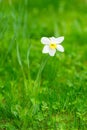 Natural flowerbed, white fresh