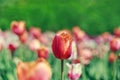 Natural flowers background. Spring in the park on a sunny day. Garden with beautiful tulips. Royalty Free Stock Photo