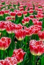 Natural flowers background. Spring in the park on a sunny day. Garden with beautiful tulips. Royalty Free Stock Photo