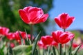 Natural flowers background. Spring in the park on a sunny day. Garden with beautiful tulips. Royalty Free Stock Photo