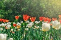 Natural flowers background. Spring in the park on a sunny day. Garden with beautiful tulips. Royalty Free Stock Photo