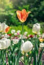 Natural flowers background. Spring in the park on a sunny day. Garden with tulips. Royalty Free Stock Photo