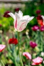 Natural flowers background. Spring in the park on a sunny day. Garden with tulips. Royalty Free Stock Photo
