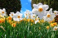 Natural flowers daffodils growing in the garden Royalty Free Stock Photo