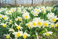 Natural flowers daffodils growing in the garden on the sky