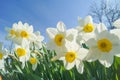 Natural flowers daffodils growing in the garden on the sky