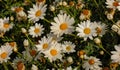 Natural flowers Field of cosmos flower White and green and blue and yellowÃ¯Â¿Â¼