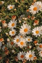 Natural flowers Field of cosmos flower . Royalty Free Stock Photo