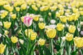 Natural flowers full frame background. Spring in the park. Garden with beautiful yellow tulips. Royalty Free Stock Photo