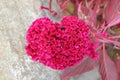 Natural flowers heart for Mothers Day and weddings