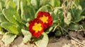 Red flowers with yellow middle