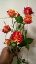 natural flowers spray rose high magic colour