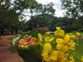 Natural flowers srilanka Royalty Free Stock Photo