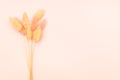 natural fluffy dried spikelets on pink background