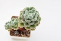 Natural fluffy Echeveria setosa var. setosa rosette succulent houseplant on white top view