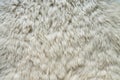 Natural fluffy flat sheep skin